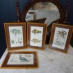 4 Naturalistic frames "Ferns, Fish, Gallinaceous & Monkeys"