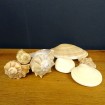 Cabinet de Curiosité, 6 Shells & 1 Sand Rose