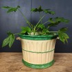 Large green and cream earthenware planter for small tree
