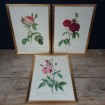 3 "Roses" reproductions by Feared golden frames
